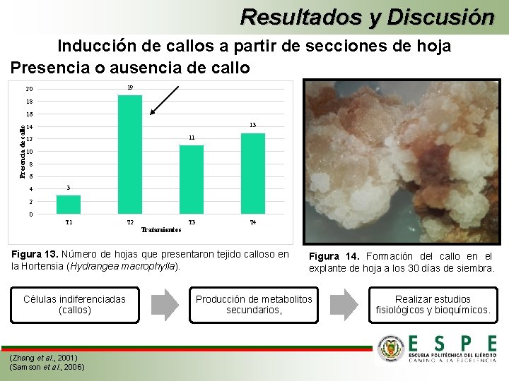 Resultados y Discusión Inducción de callos a partir de secciones de hoja Presencia o