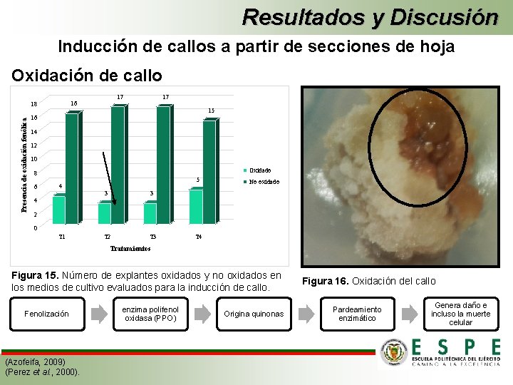 Resultados y Discusión Inducción de callos a partir de secciones de hoja Oxidación de