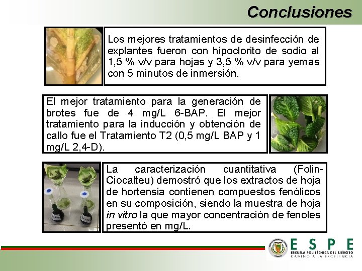 Conclusiones Los mejores tratamientos de desinfección de explantes fueron con hipoclorito de sodio al