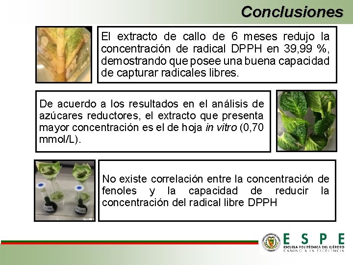 Conclusiones El extracto de callo de 6 meses redujo la concentración de radical DPPH