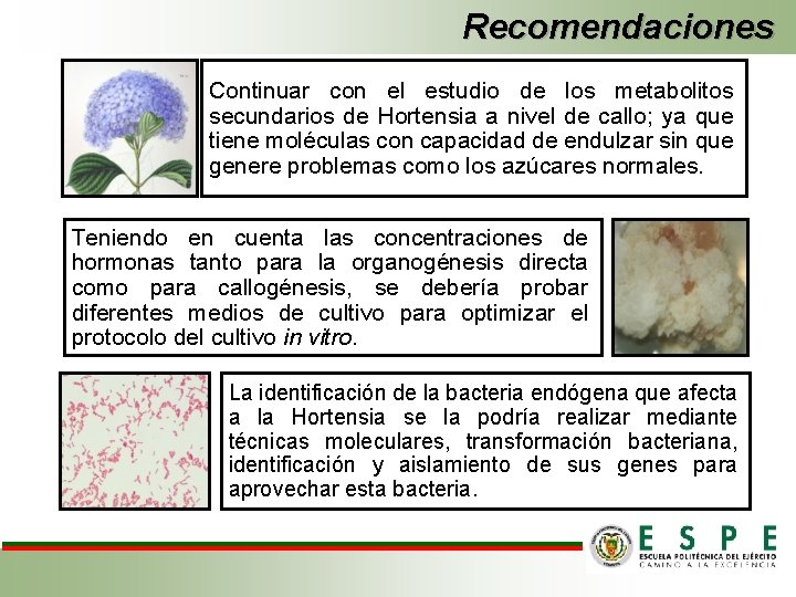 Recomendaciones Continuar con el estudio de los metabolitos secundarios de Hortensia a nivel de