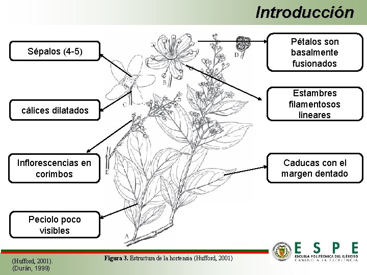 Introducción Pétalos son basalmente fusionados Sépalos (4 -5) Estambres filamentosos lineares cálices dilatados Caducas