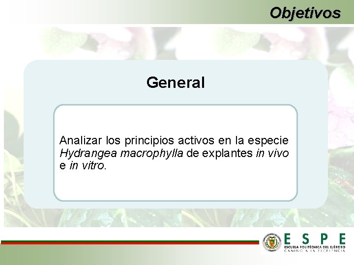 Objetivos General Analizar los principios activos en la especie Hydrangea macrophylla de explantes in