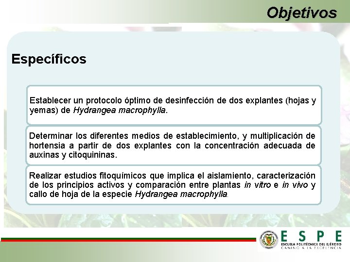 Objetivos Específicos Establecer un protocolo óptimo de desinfección de dos explantes (hojas y yemas)