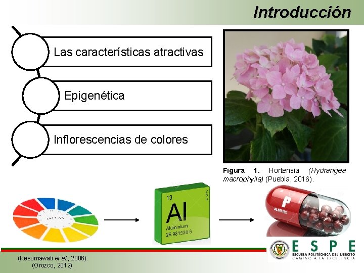 Introducción Las características atractivas Epigenética Inflorescencias de colores Figura 1. Hortensia (Hydrangea macrophylla) (Puebla,