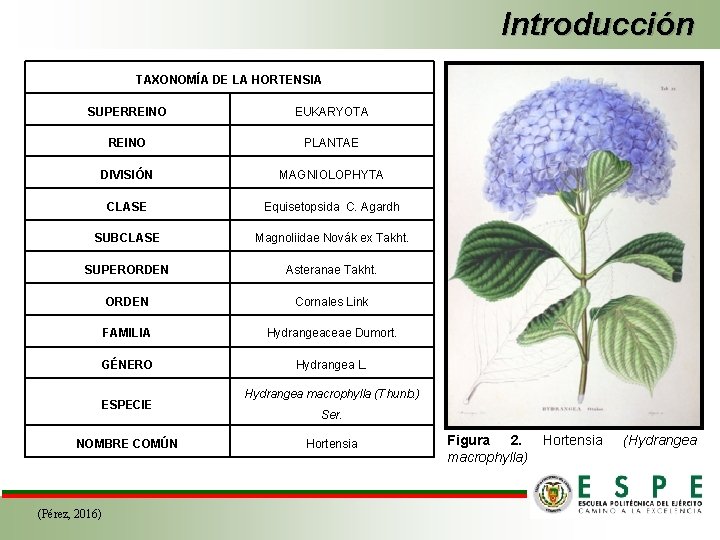 Introducción TAXONOMÍA DE LA HORTENSIA SUPERREINO EUKARYOTA REINO PLANTAE DIVISIÓN MAGNIOLOPHYTA CLASE Equisetopsida C.