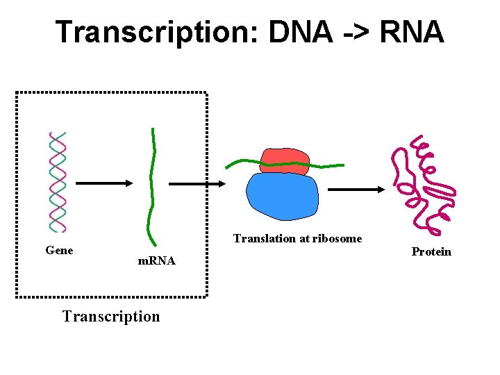 Transcription: DNA -> RNA Gene Translation at ribosome m. RNA Transcription Protein 