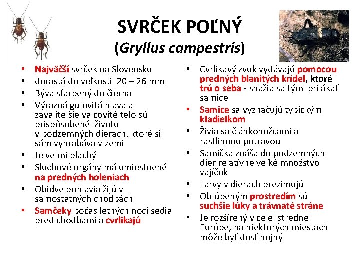 SVRČEK POĽNÝ (Gryllus campestris) • • Najväčší svrček na Slovensku dorastá do veľkosti 20