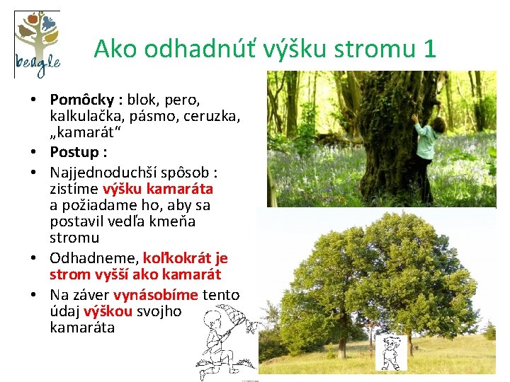  Ako odhadnúť výšku stromu 1 • Pomôcky : blok, pero, kalkulačka, pásmo, ceruzka,
