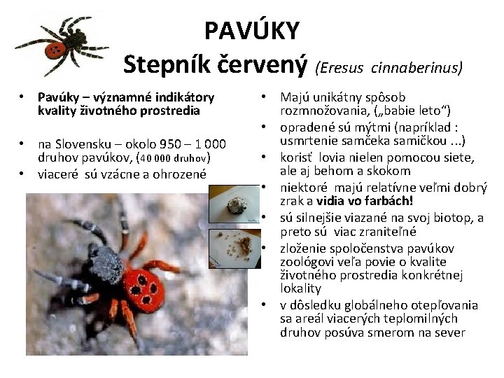 PAVÚKY Stepník červený (Eresus cinnaberinus) • Pavúky – významné indikátory kvality životného prostredia •