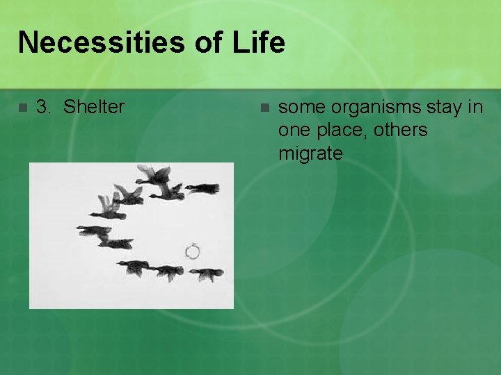 Necessities of Life n 3. Shelter n some organisms stay in one place, others
