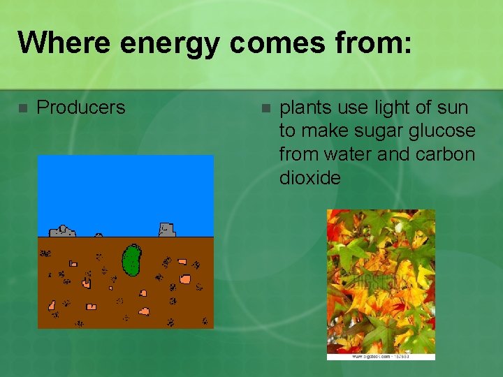 Where energy comes from: n Producers n plants use light of sun to make