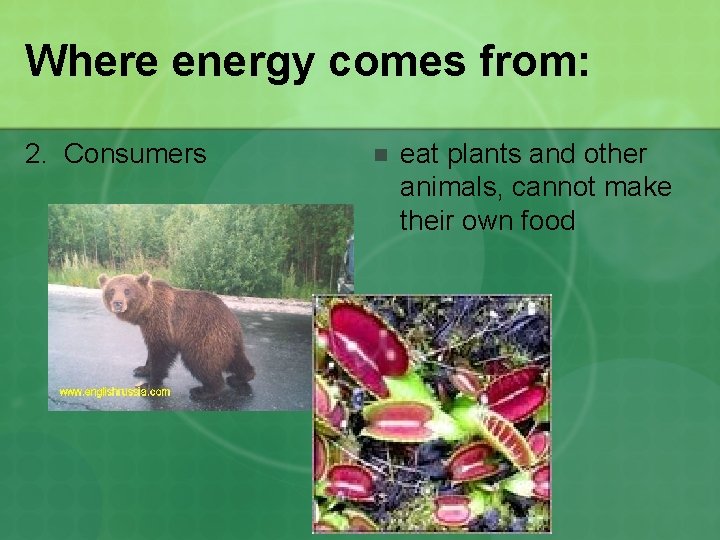 Where energy comes from: 2. Consumers n eat plants and other animals, cannot make