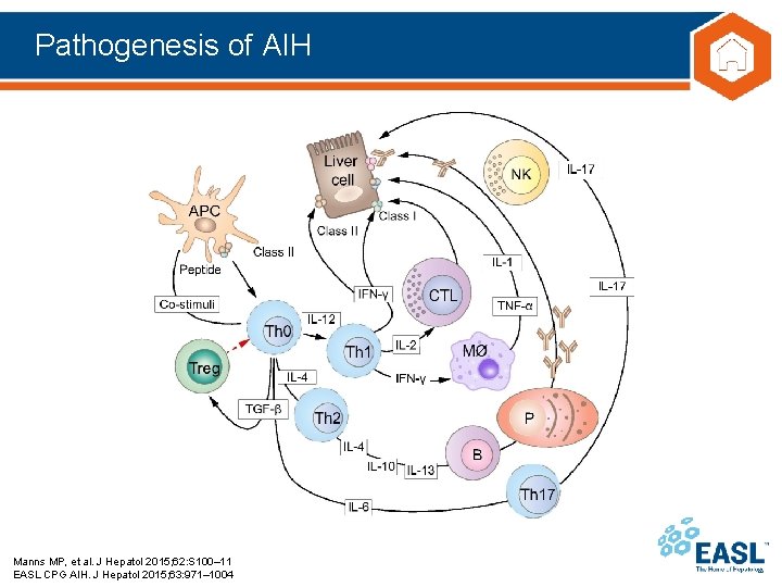 Pathogenesis of AIH Manns MP, et al. J Hepatol 2015; 62: S 100– 11