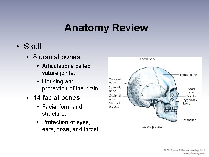 Anatomy Review • Skull • 8 cranial bones • Articulations called suture joints. •