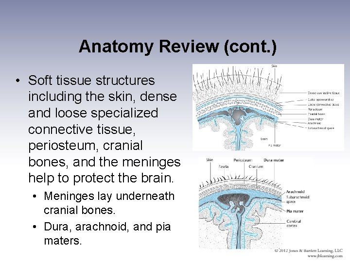 Anatomy Review (cont. ) • Soft tissue structures including the skin, dense and loose