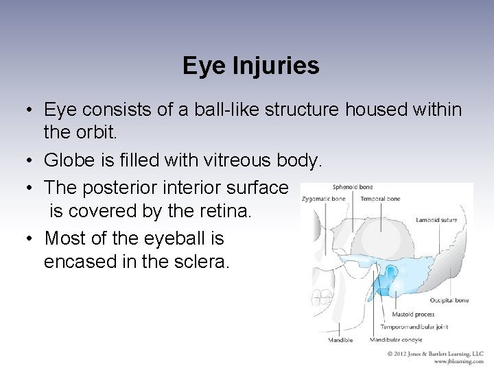 Eye Injuries • Eye consists of a ball-like structure housed within the orbit. •