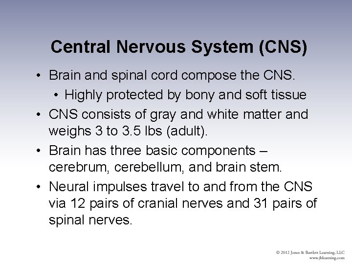 Central Nervous System (CNS) • Brain and spinal cord compose the CNS. • Highly