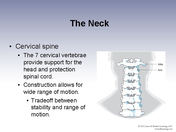The Neck • Cervical spine • The 7 cervical vertebrae provide support for the