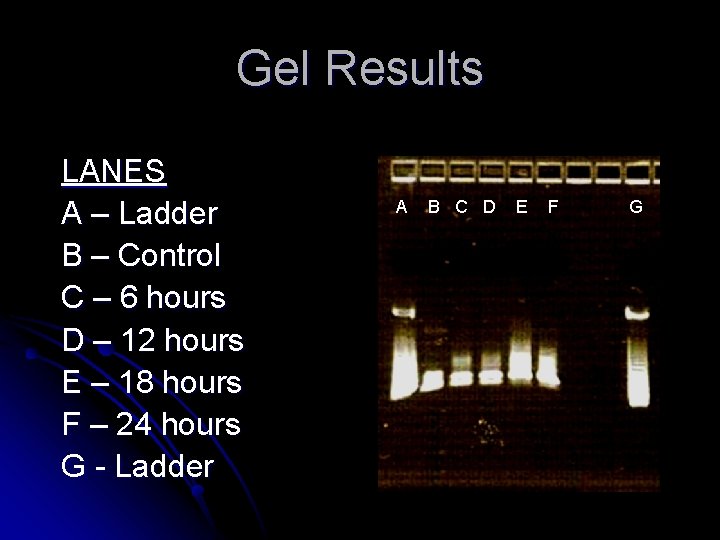 Gel Results LANES A – Ladder B – Control C – 6 hours D