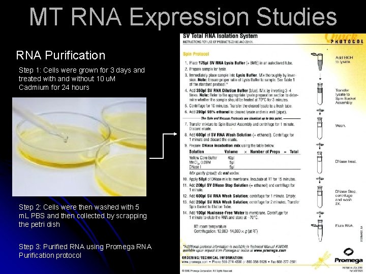 MT RNA Expression Studies RNA Purification Step 1: Cells were grown for 3 days MT RNA Expression Studies RNA Purification Step 1: Cells were grown for 3 days