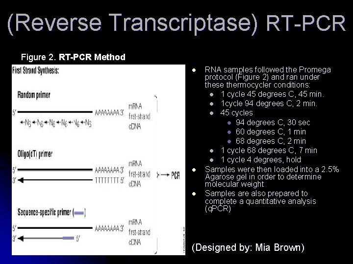 (Reverse Transcriptase) RT-PCR Figure 2. RT-PCR Method l l l RNA samples followed the