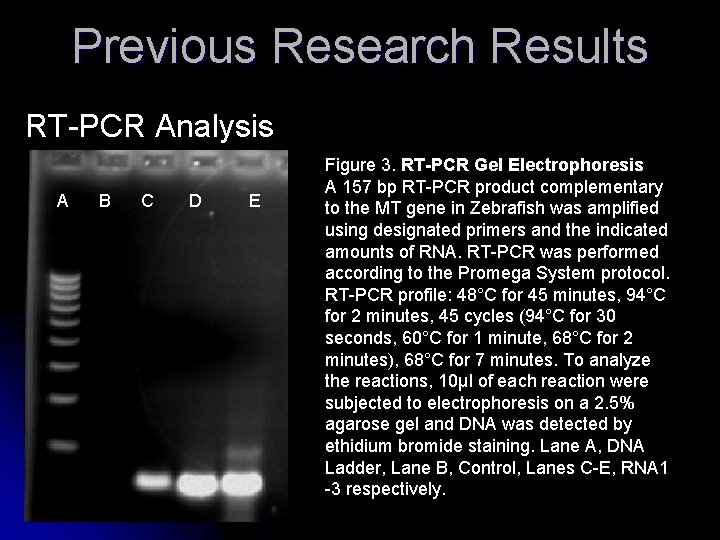 Previous Research Results RT-PCR Analysis A B C D E Figure 3. RT-PCR Gel Previous Research Results RT-PCR Analysis A B C D E Figure 3. RT-PCR Gel