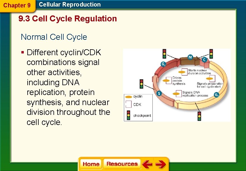 Chapter 9 Cellular Reproduction 9. 3 Cell Cycle Regulation Normal Cell Cycle § Different