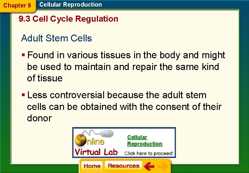 Chapter 9 Cellular Reproduction 9. 3 Cell Cycle Regulation Adult Stem Cells § Found