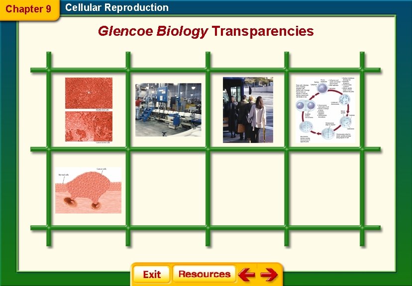 Chapter 9 Cellular Reproduction Glencoe Biology Transparencies 