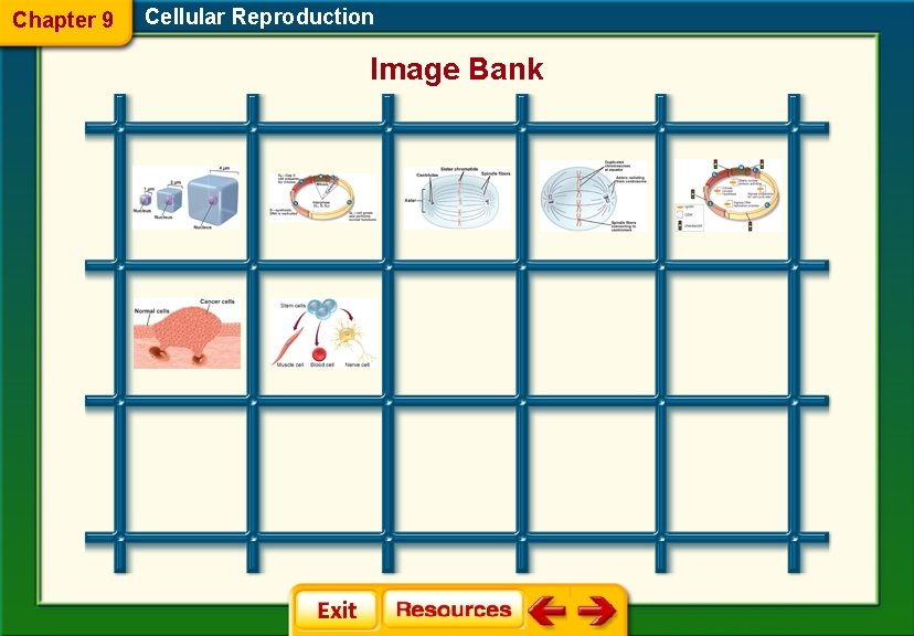 Chapter 9 Cellular Reproduction Image Bank 