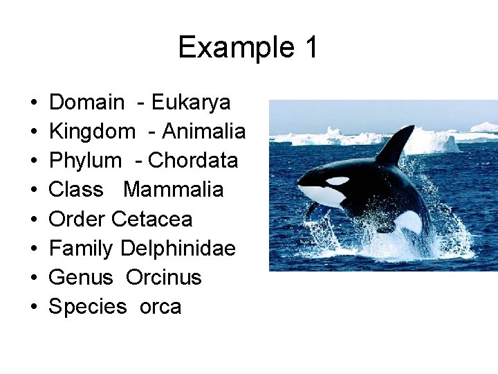 Example 1 • • Domain - Eukarya Kingdom - Animalia Phylum - Chordata Class