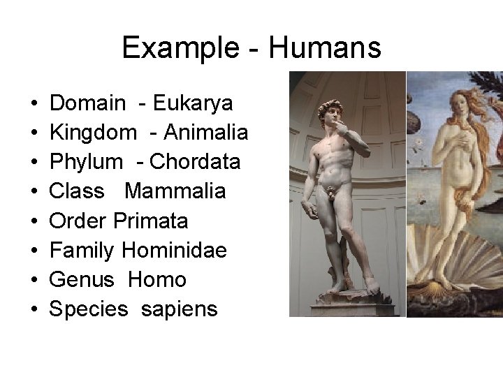 Example - Humans • • Domain - Eukarya Kingdom - Animalia Phylum - Chordata