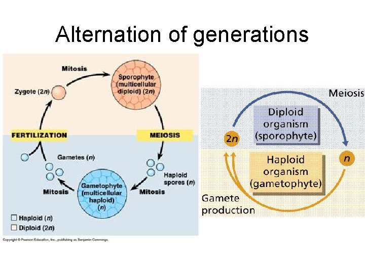 Alternation of generations 