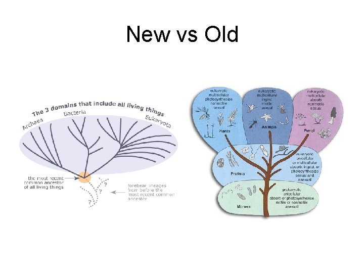 New vs Old 