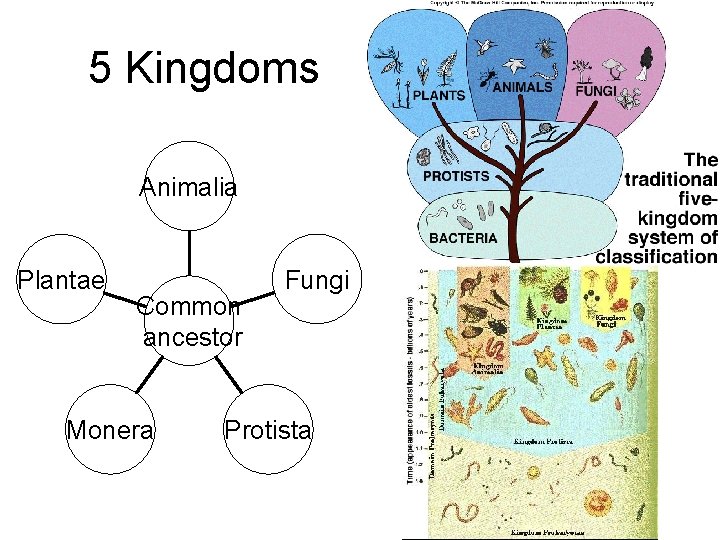 5 Kingdoms Animalia Plantae Common ancestor Monera Fungi Protista 