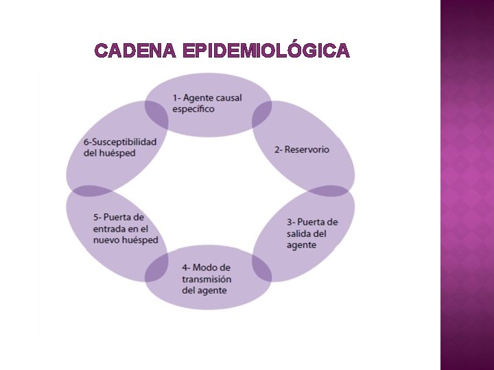 CADENA EPIDEMIOLÓGICA 