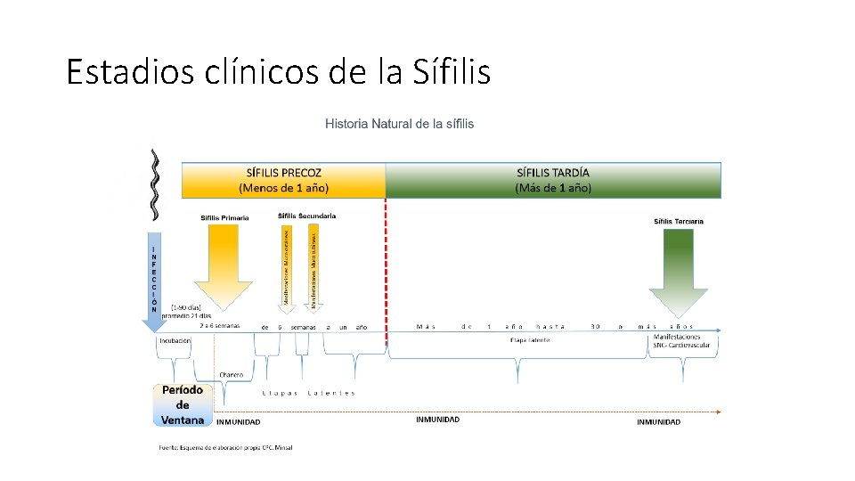 Estadios clínicos de la Sífilis 