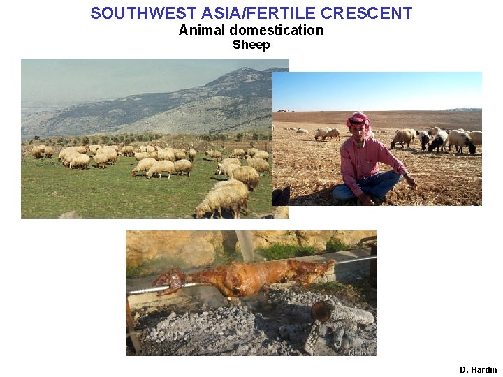 SOUTHWEST ASIA/FERTILE CRESCENT Animal domestication Sheep D. Hardin 