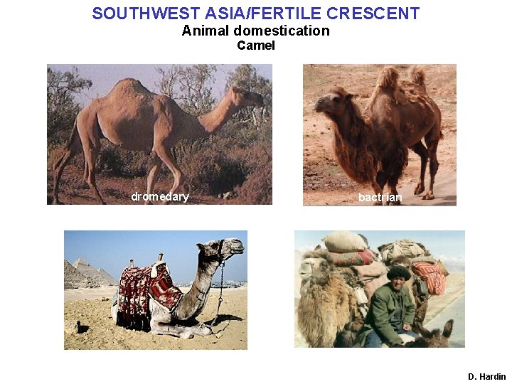 SOUTHWEST ASIA/FERTILE CRESCENT Animal domestication Camel dromedary bactrian D. Hardin 