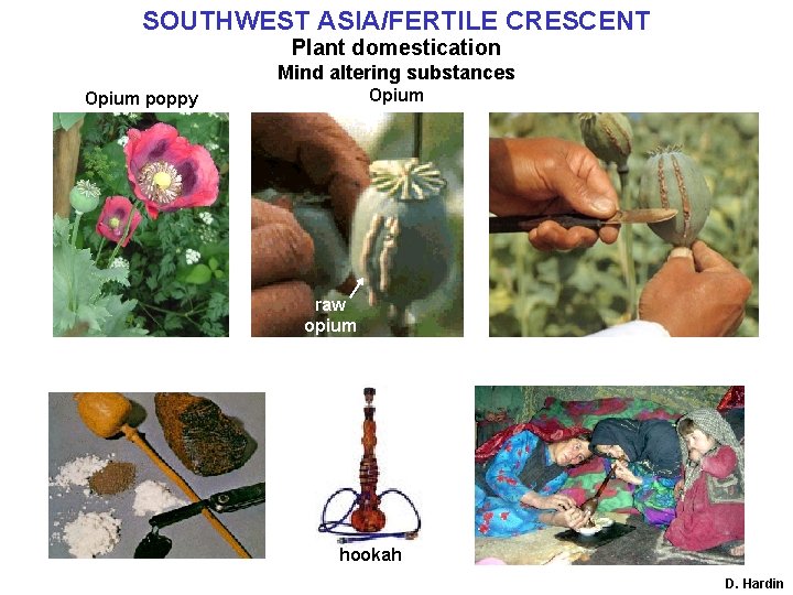 SOUTHWEST ASIA/FERTILE CRESCENT Plant domestication Mind altering substances Opium poppy raw opium hookah D.