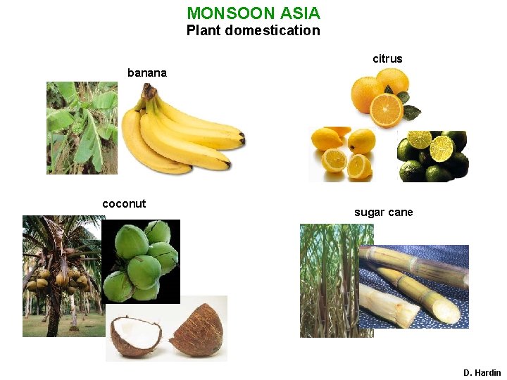 MONSOON ASIA Plant domestication citrus banana coconut sugar cane D. Hardin 