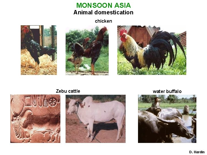 MONSOON ASIA Animal domestication chicken Zebu cattle water buffalo D. Hardin 