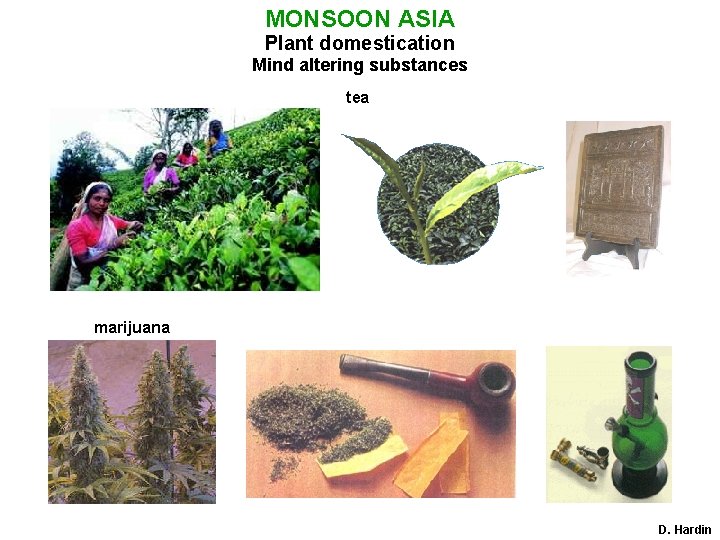 MONSOON ASIA Plant domestication Mind altering substances tea marijuana D. Hardin 