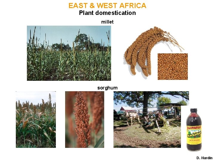 EAST & WEST AFRICA Plant domestication millet sorghum D. Hardin 