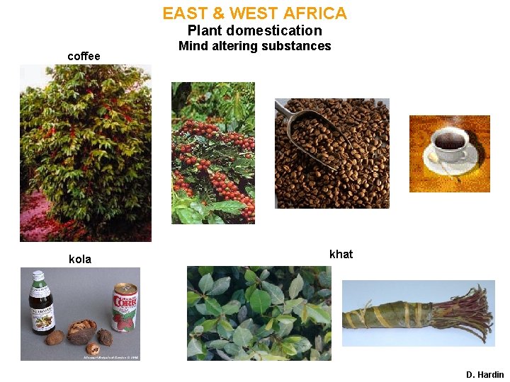 EAST & WEST AFRICA Plant domestication coffee kola Mind altering substances khat D. Hardin