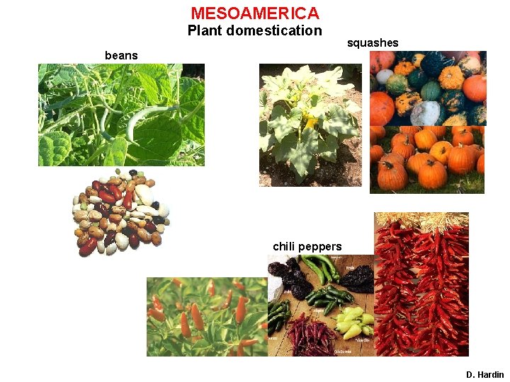 MESOAMERICA Plant domestication squashes beans chili peppers D. Hardin 