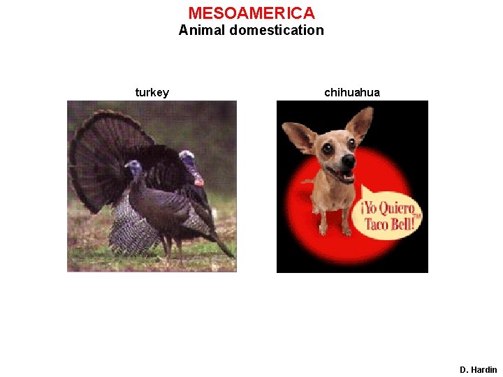 MESOAMERICA Animal domestication turkey chihuahua D. Hardin 