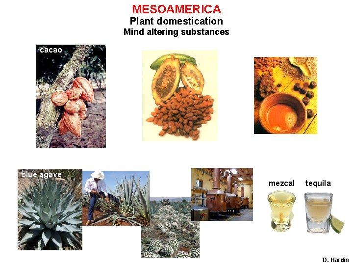 MESOAMERICA Plant domestication Mind altering substances cacao blue agave mezcal tequila D. Hardin 