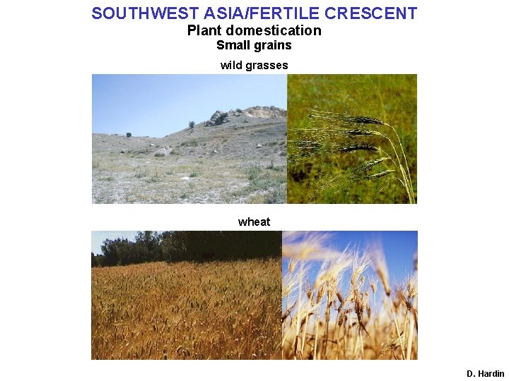 SOUTHWEST ASIA/FERTILE CRESCENT Plant domestication Small grains wild grasses wheat D. Hardin 